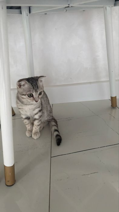 Катенок шотландсий мальчик