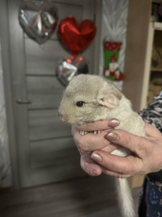 шиншилла девочка [ЧИТАТЬ ОПИСАНИЕ]