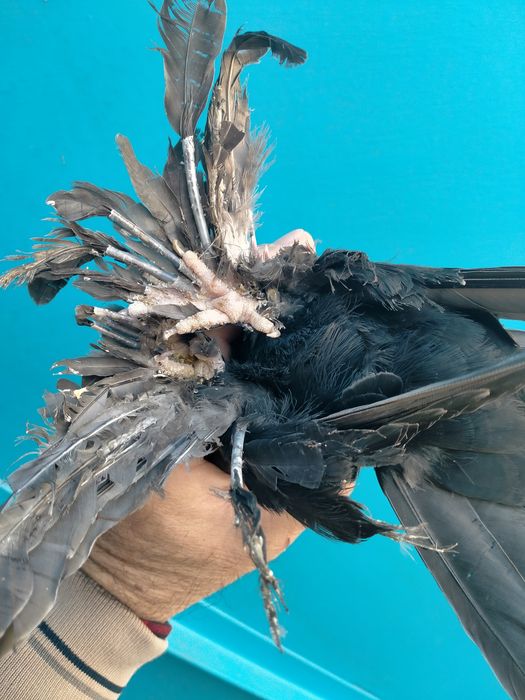 Пара жуков на игру