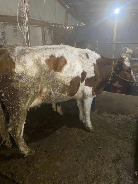 3бас симинтал бар суты