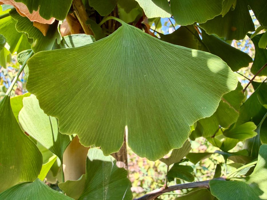 Ginkgo biloba - Arbori ornamentali