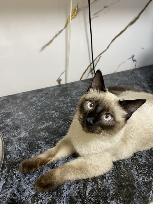 Бесплатно отдаю кота в хорошие руки