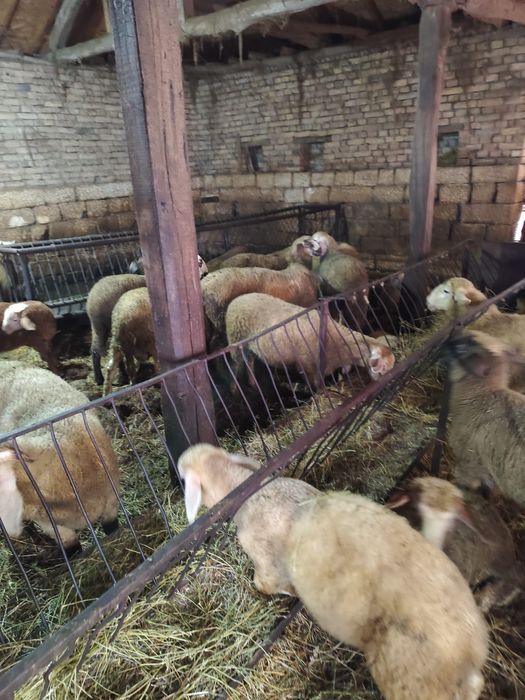 Агнета 30-45 килограма 6евро/кг.