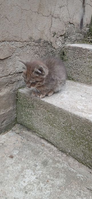 Котята черная и серый