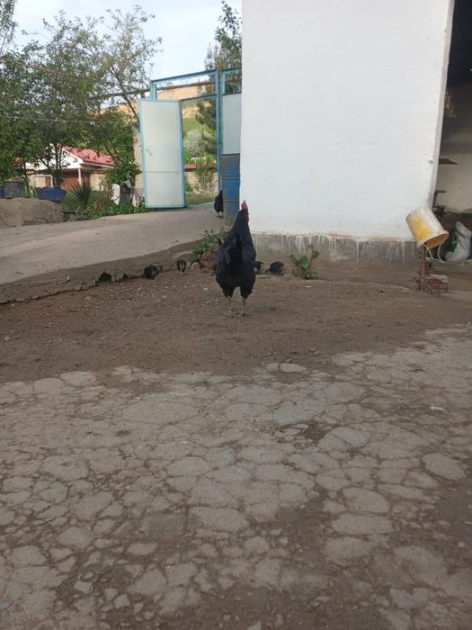 Кора Шахзода жужалари