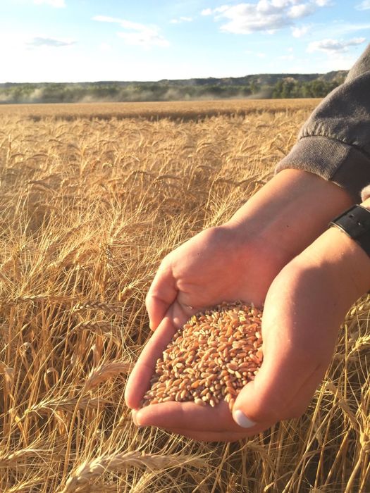 Арпа Бидай Кебек