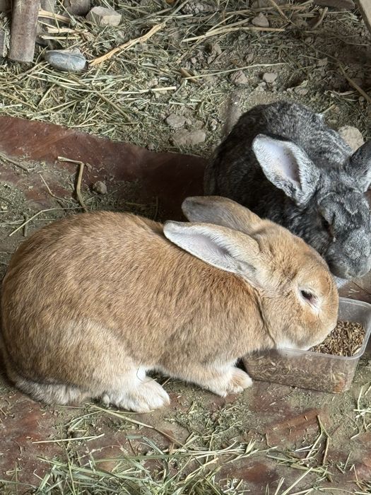 Zotli Quyon. Baran vs Flander