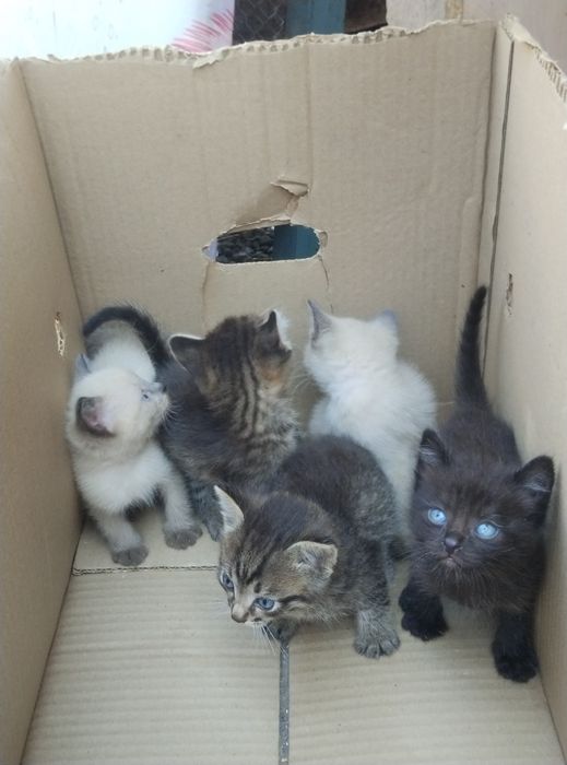 Отдам котят в добрые руки