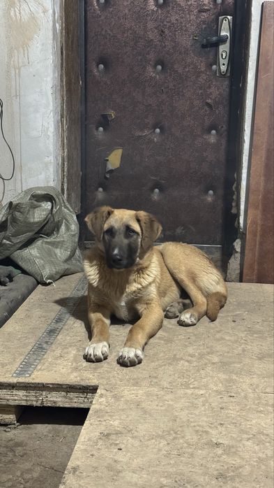 Продам в добрые руки