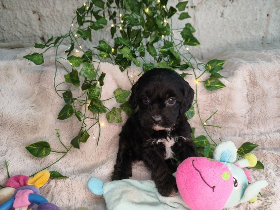 Vand fetita Cavapoo f1 black