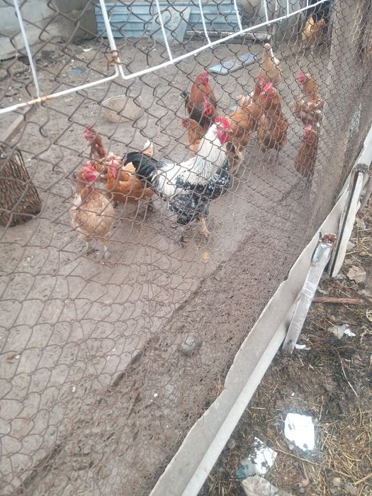 продаётся молодые петушки