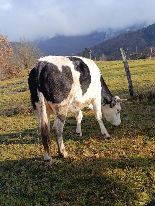 Vând vacă bălțată românească gestantă
