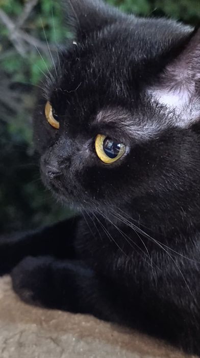 Mushuk Hadiya qilamiz