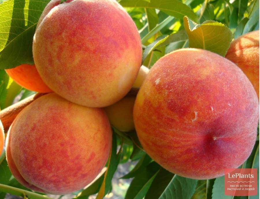 Фермир хужалигда йитишьирлган