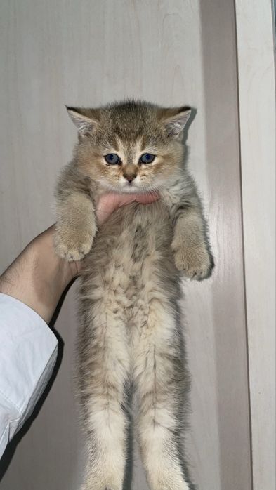 Шиншила-вислоухие