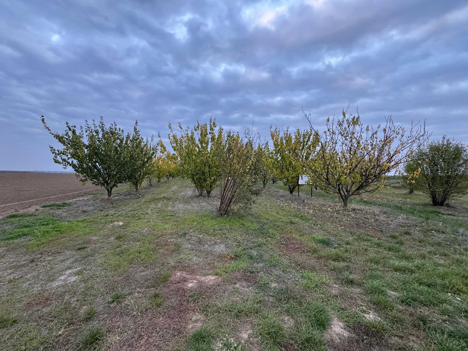 Продава се Земеделски имот в с. Чернолик, Област Силистра -  кв.м за 281 €/дка - Снимка #3