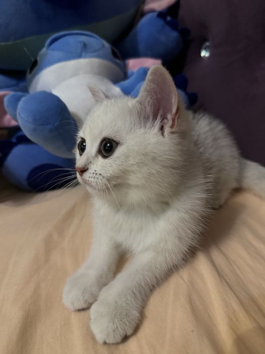 Серибриская шиншила котёнок
