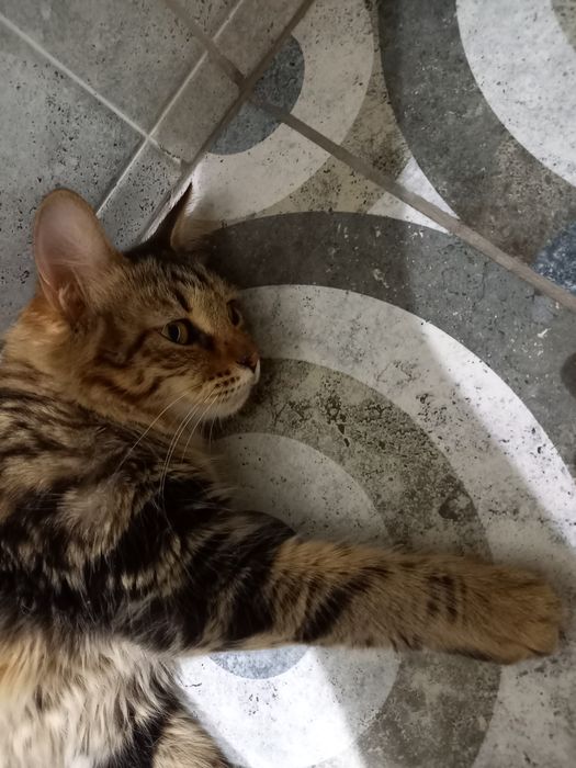 Домашние кошка и кот