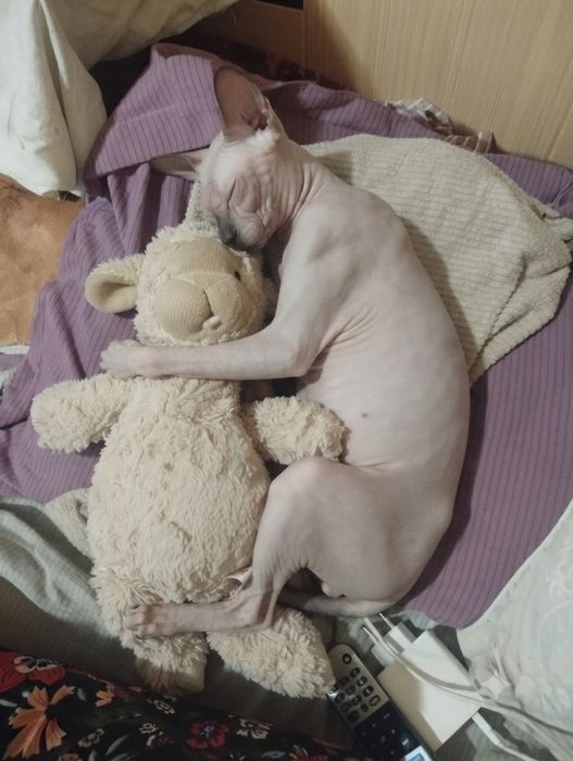 Продам молодую кошечку