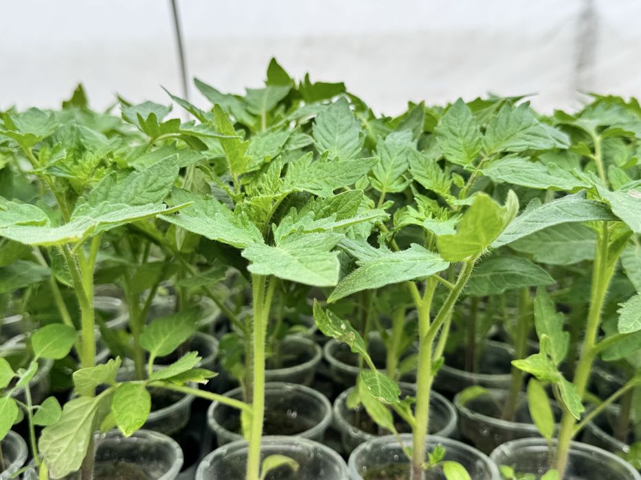 Разсад домати- червени и розови