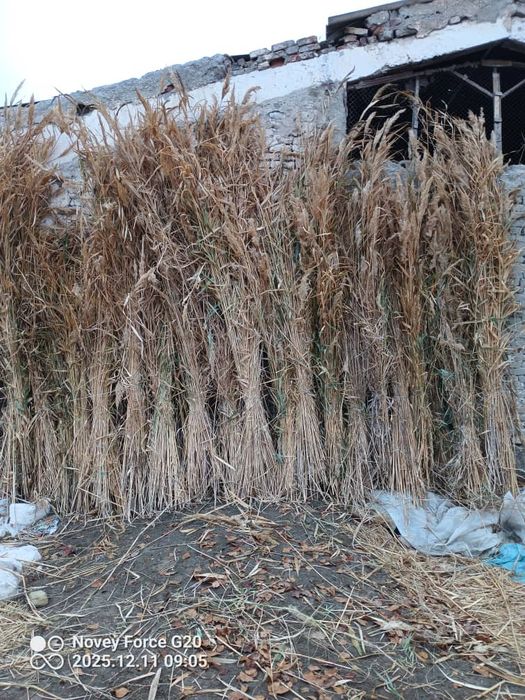 Камиш арзон нархда 10.000 сум