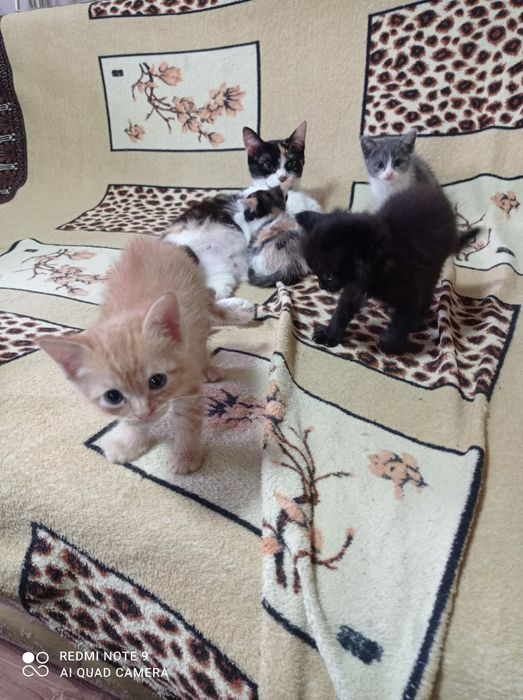 Отдам котят в добрые руки