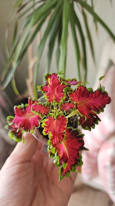 Цветы колеус от 500 тг