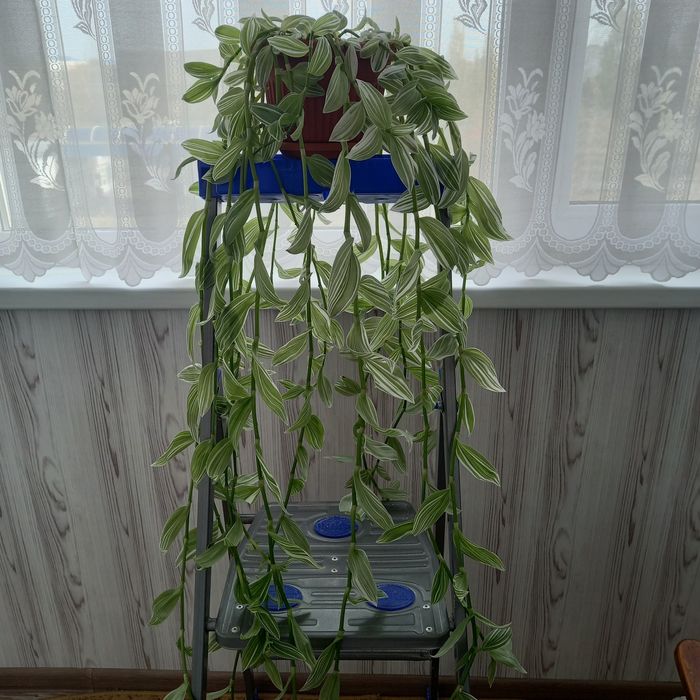 Продам комнатные растения