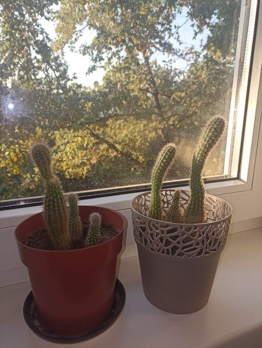 Молодые кактусы по 400тг