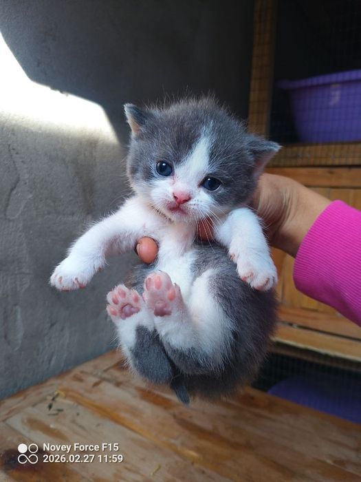 Skotish fold va strayt mushukchalar