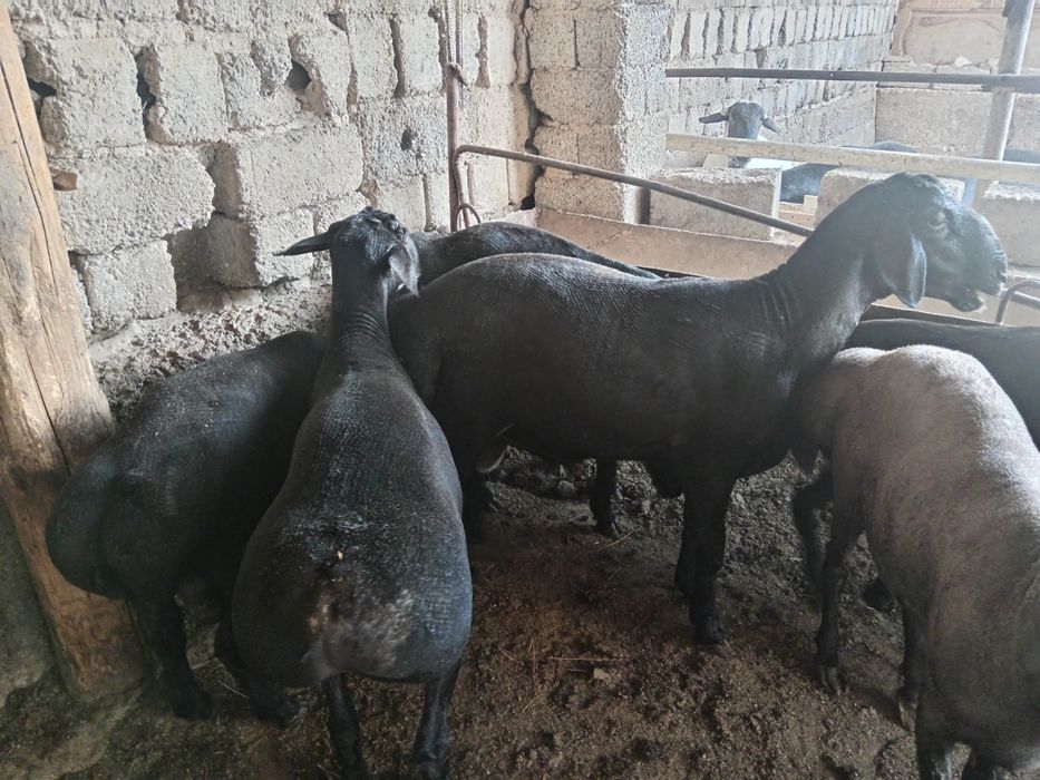 Qochqor, qoy, кочкор, кой, куй, quy,