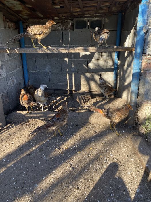 Червенозлатни фазани млади