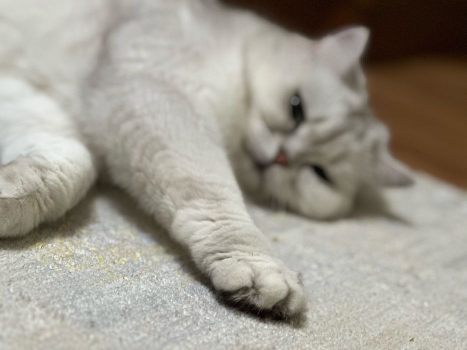 Домашняя передержка для кошек