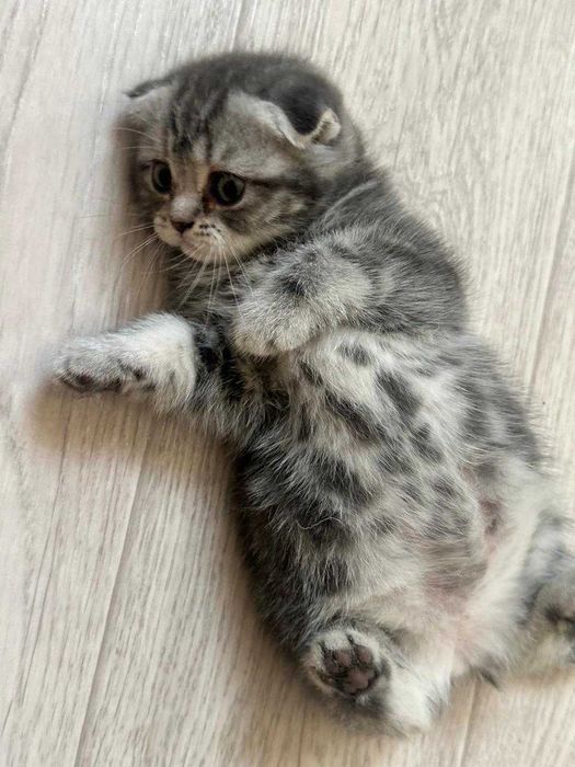 шотландские котята, вислоушки, остроушки