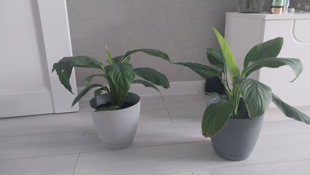 Продам  комнатные цветы