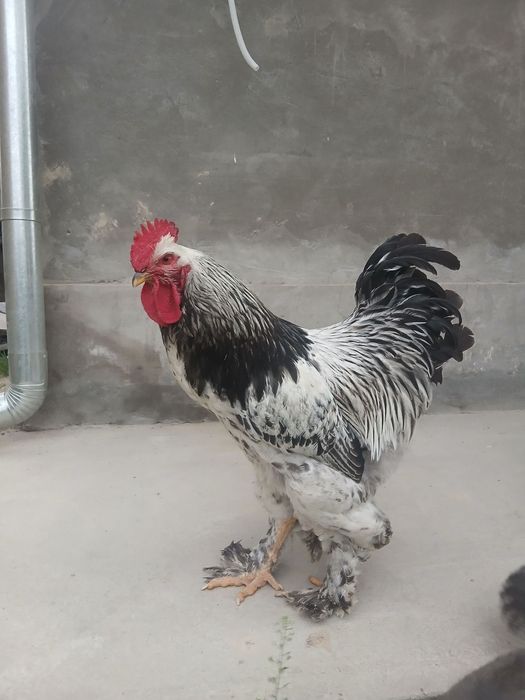 Brama tovuq xoʻroz sotiladi