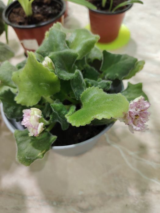 Продам цветы. Гипеаструмы