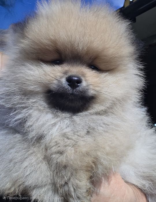 Мини померан мини