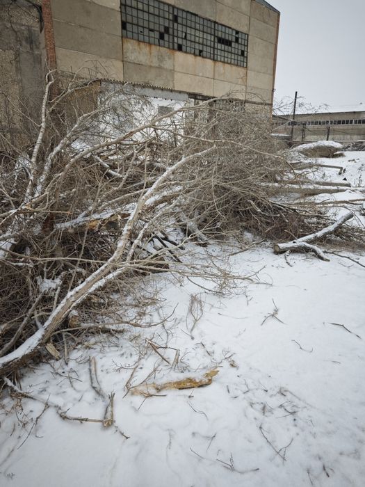 Дрова отдам даром
