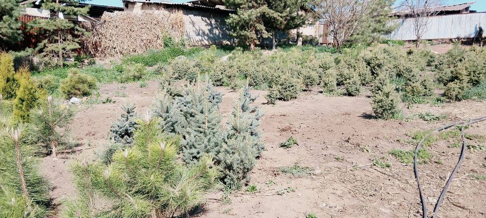 Продам Ёлку своя