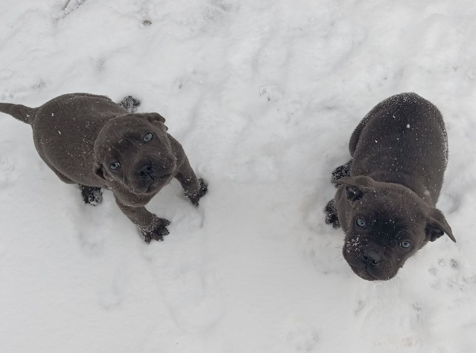 Голубой  Кане Корсо