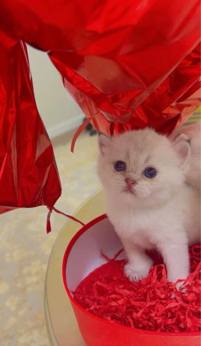 Колор поинт 2ойли киз бола