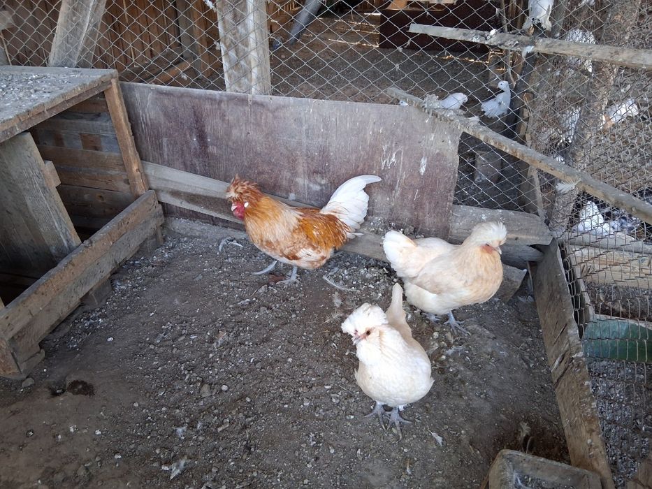 Vand pereche de Gaini Paduane 350 lei