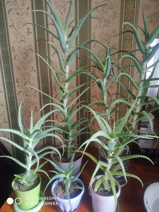 Алоэ древовидное, лечебное.