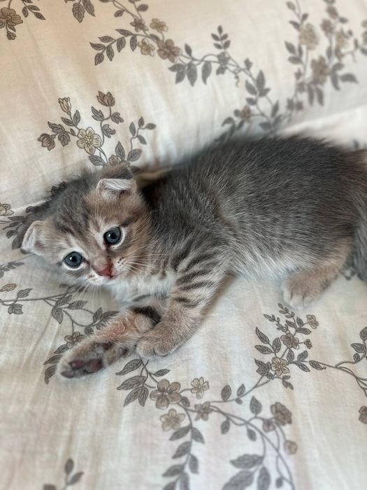 Scottish Fold  Mushuk