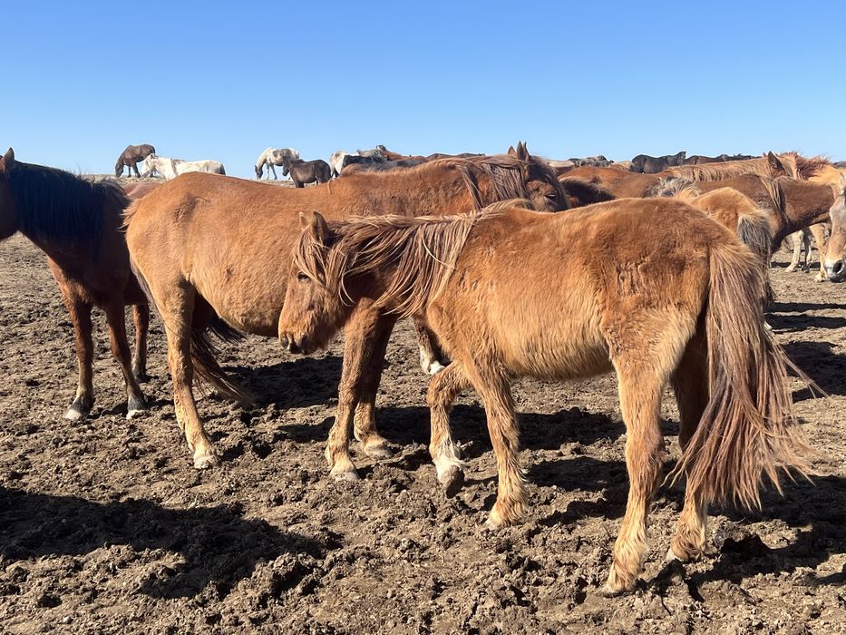 Продам 2 годовалого коня