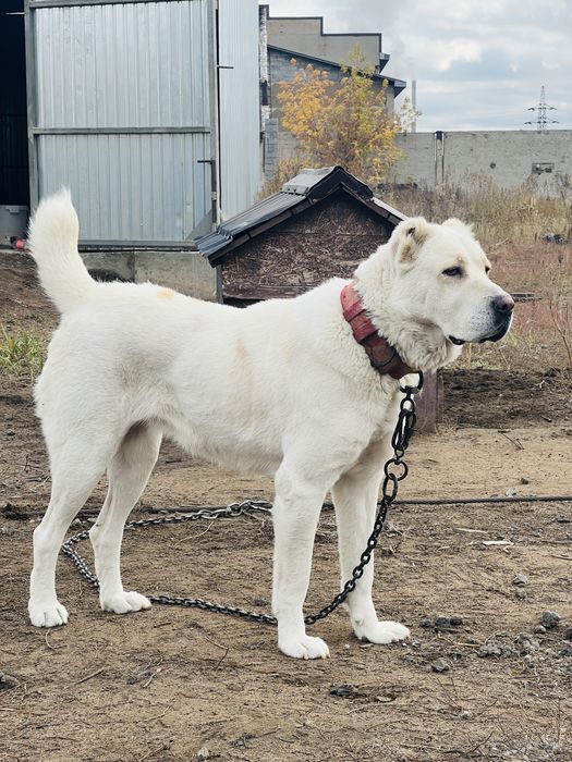 Сао Алабай сучонка  продается