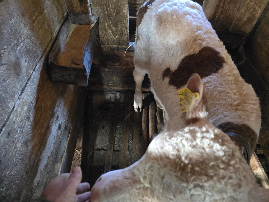 Vând două vițele Bălțată Românească