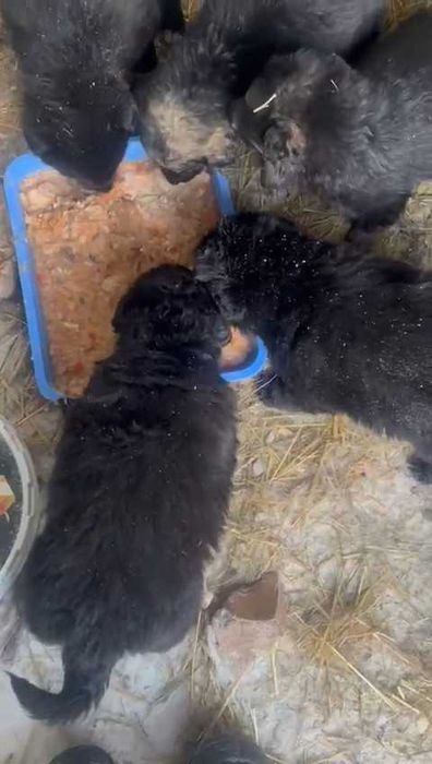 Щенки в ответственные руки