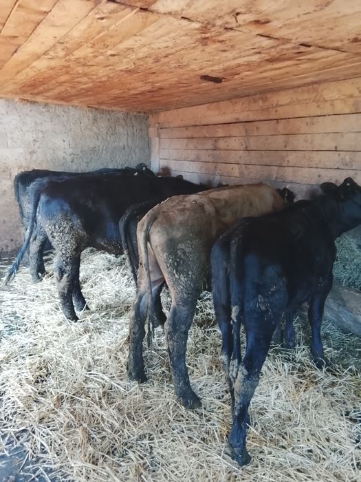 5 viței de vânzare!